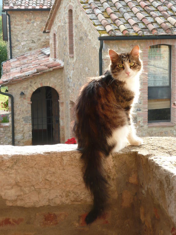 Agriturismo Colli Di Travale Montieri Luaran gambar